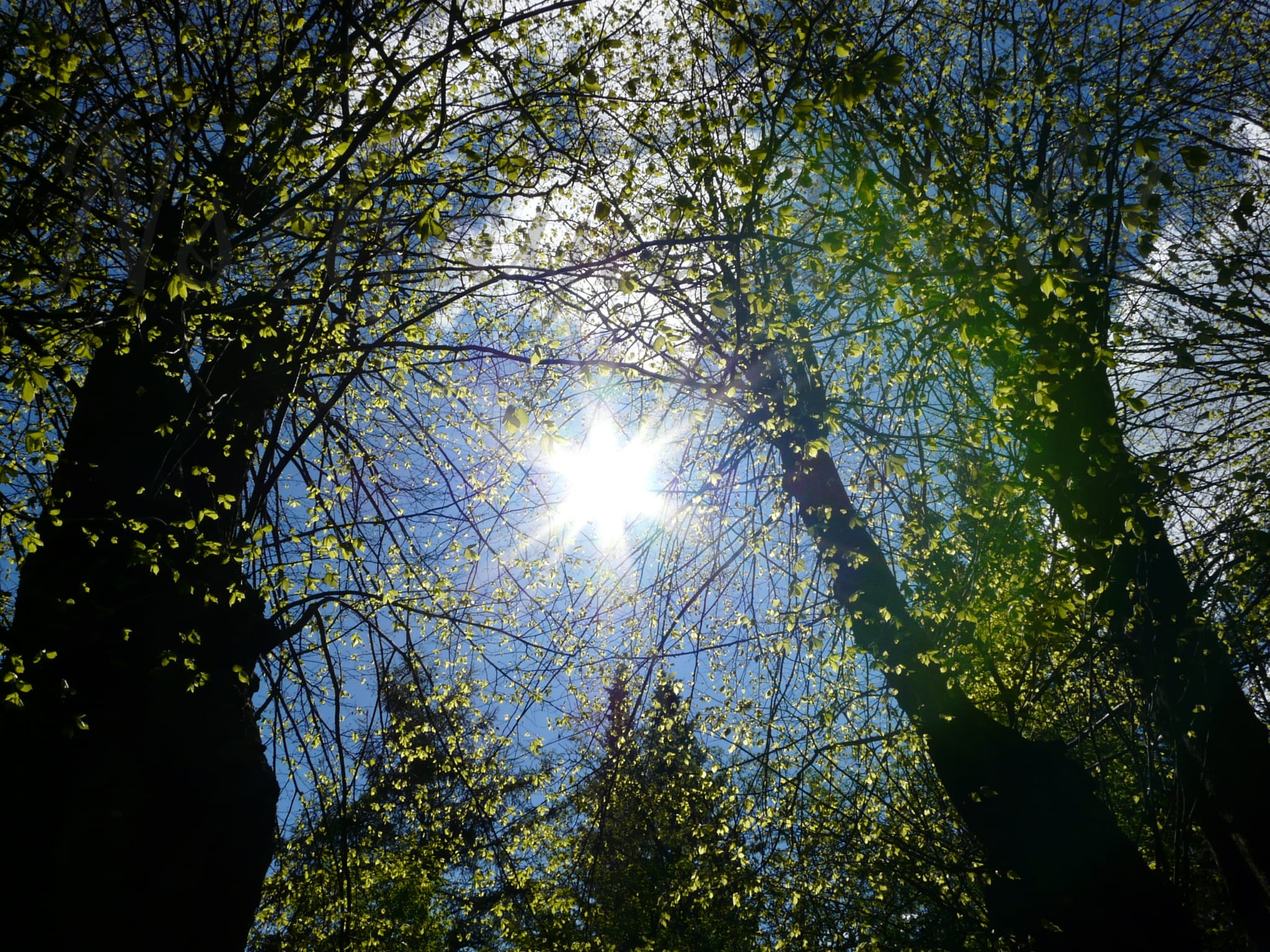 Lichtdurchfluteter Wald – Schamanin Sandra
